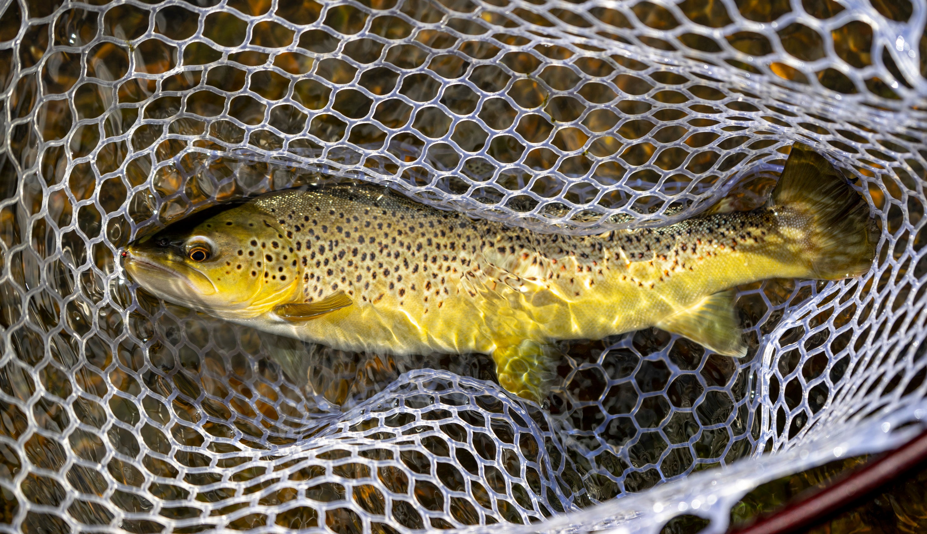 3 Reasons Why November is an Awesome Time to Chase Trout